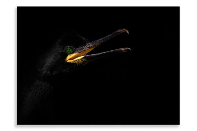The Black Shag